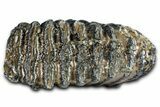 Southern Mammoth Lower M Molar - Hungary #370375-2